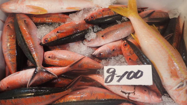 珍しい鮮やかな近海魚が並ぶ 那覇 泊いゆまち 琉球焼肉 Nakama
